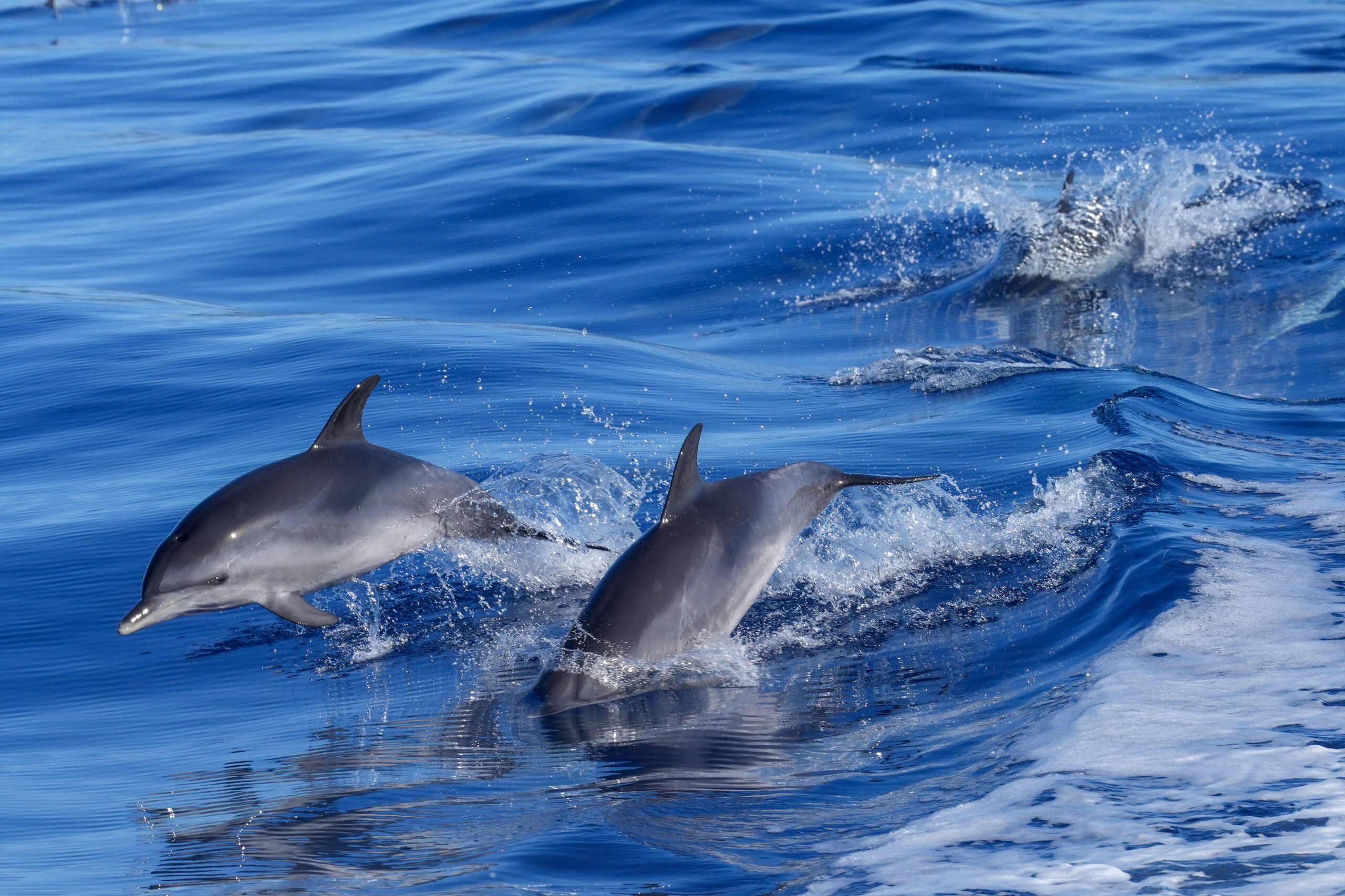 makabera dolphin 8979787 scaled